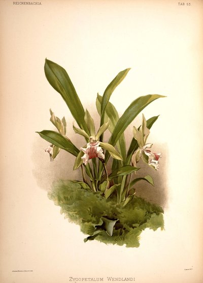 Cochleanthes aromatica, syn.: Zygopetalum wendlandii - London H. Sotheran and Co.